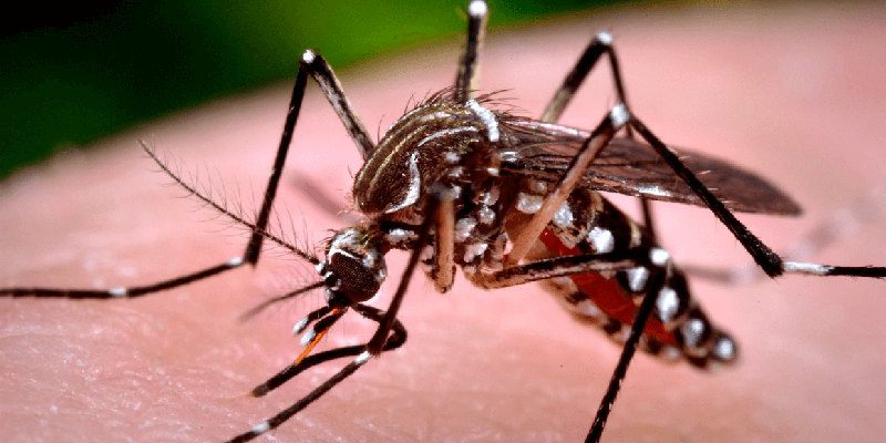 Imagem Ilustrando a Notícia: Novo sistema goiano inova no combate ao Aedes aegypti