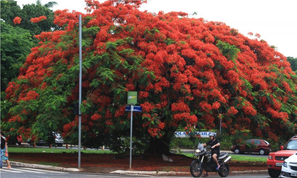 Imagem Ilustrando a Notícia: Prefeitura estuda revisão do Plano de Arborização de Goiânia