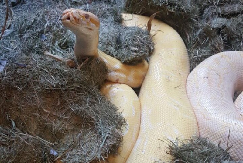 Imagem Ilustrando a Notícia: Zoológico de Goiânia dá tratamento especial para serpentário