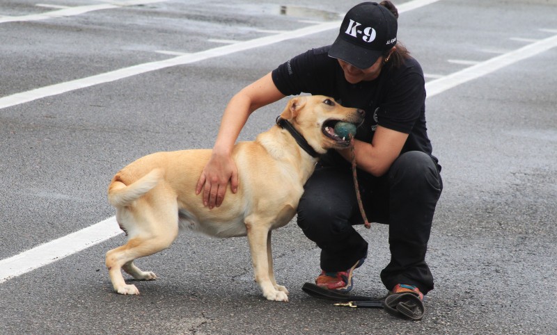 Imagem Ilustrando a Notícia: Cães imprescindíveis para a polícia