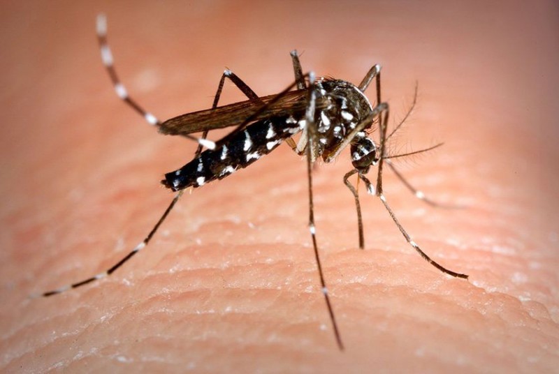 Imagem Ilustrando a Notícia: Pessoas que nunca tiveram dengue não devem tomar vacina da doença, diz Anvisa