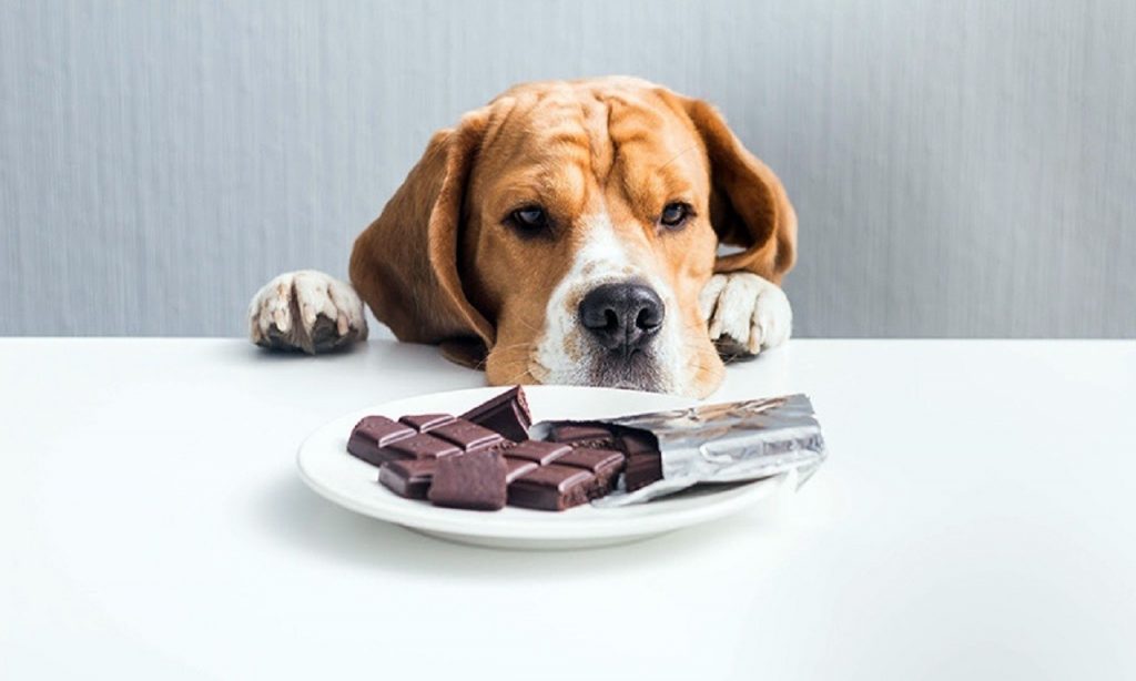 Imagem Ilustrando a Notícia: ‘Alimentos de humanos” pode até matar cães e gatos; entenda