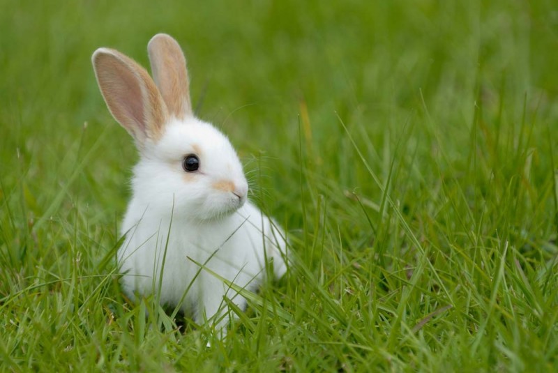Imagem Ilustrando a Notícia: Ganhei um coelho e agora?