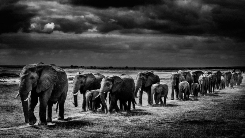 Imagem Ilustrando a Notícia: Mais de cem mil elefantes foram mortos três anos