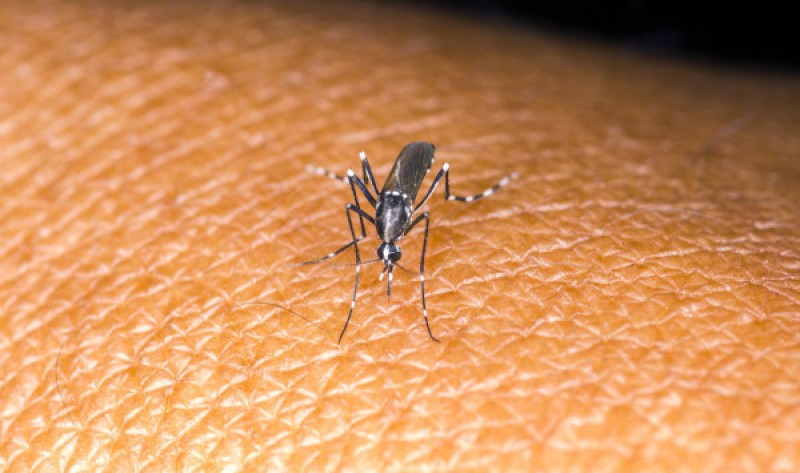 Imagem Ilustrando a Notícia: Cai o número de casos de dengue em Goiás