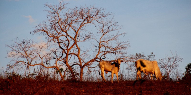 Imagem Ilustrando a Notícia: Cai desmatamento do Cerrado