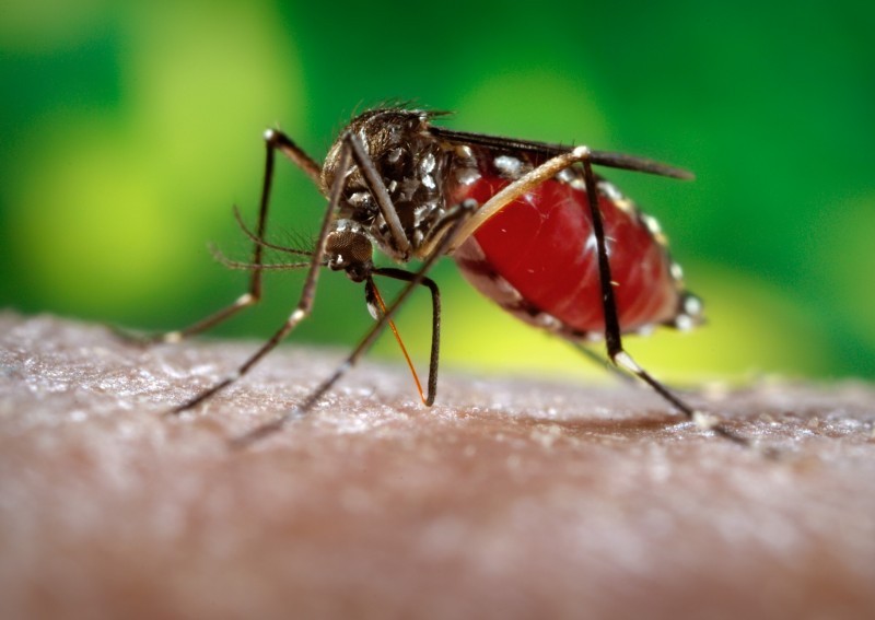Imagem Ilustrando a Notícia: Europa pode ter surto do vírus Zika nos próximos meses, alerta OMS