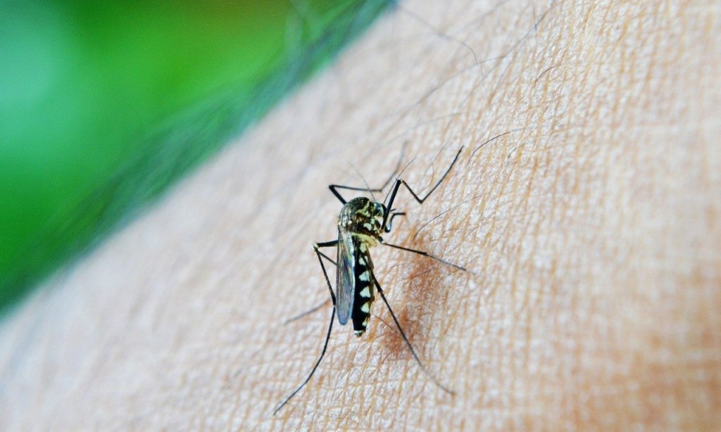 Imagem Ilustrando a Notícia: Época de chuva alerta para avanço de febre amarela e dengue em Goiânia