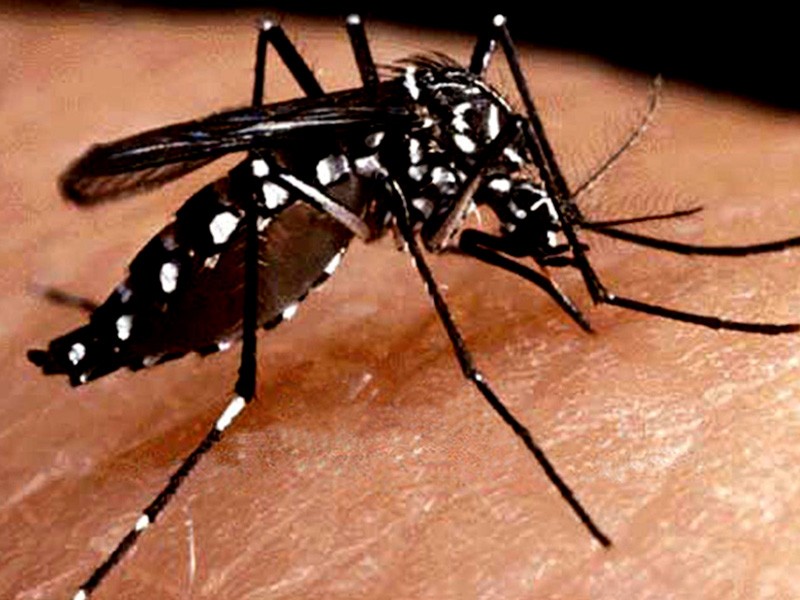 Imagem Ilustrando a Notícia: Número de casos de dengue cai 97,5% em Goiânia
