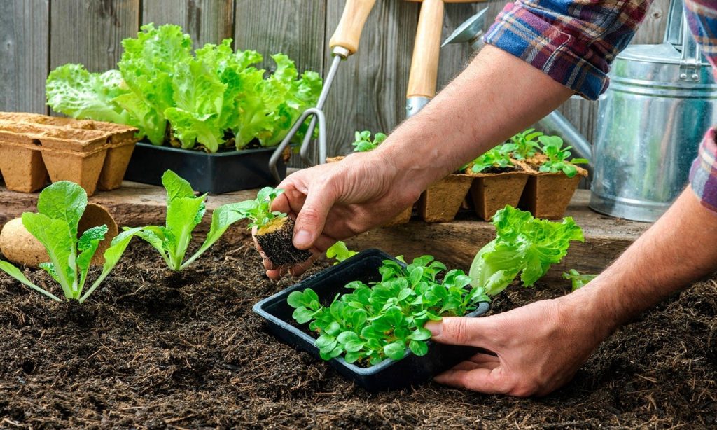 Imagem Ilustrando a Notícia: Saiba quais os benefícios de se ter uma horta em casa