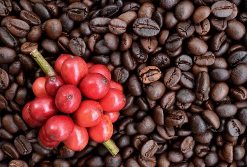 Imagem Ilustrando a Notícia: Produção de café será de 44,97 milhões de sacas em 2017