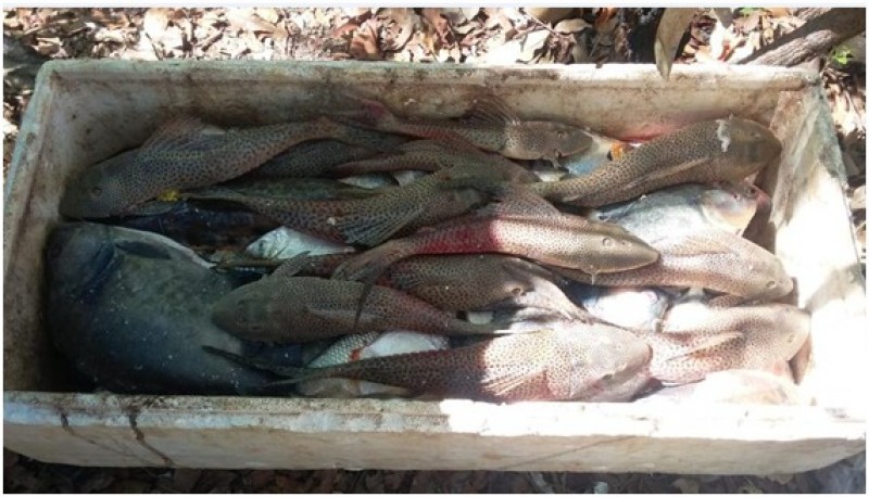 Imagem Ilustrando a Notícia: Dois homens são presos com 100kg de pescado ilegal