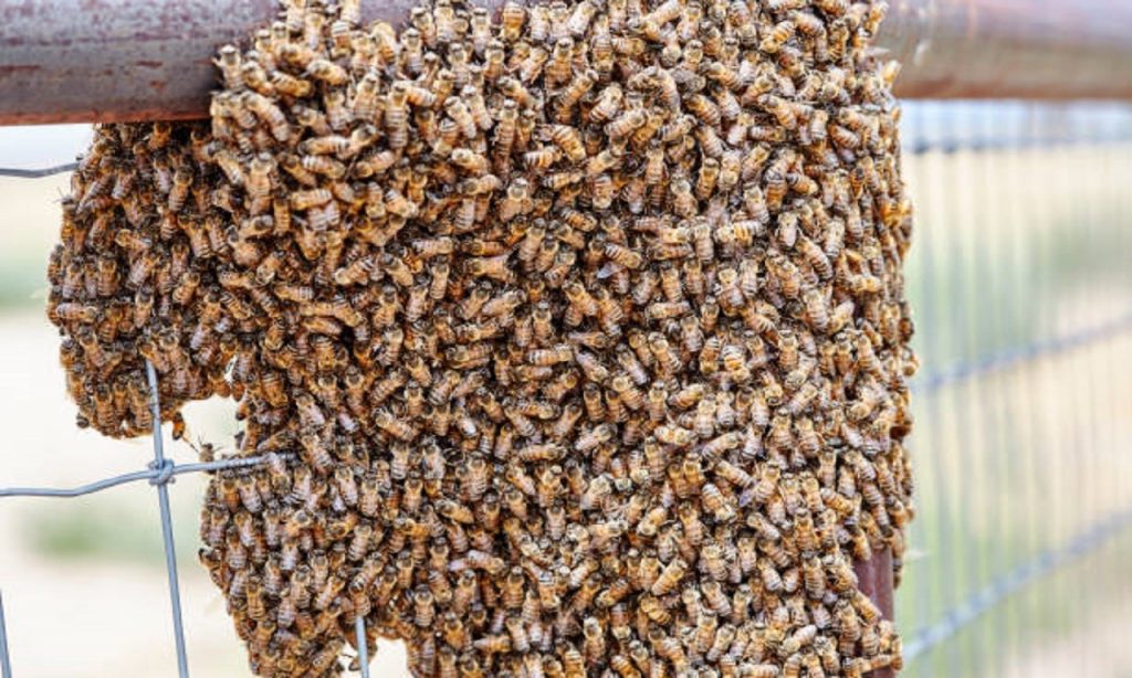 Imagem Ilustrando a Notícia: Três idosos são atacados por abelhas africanas em Britânia