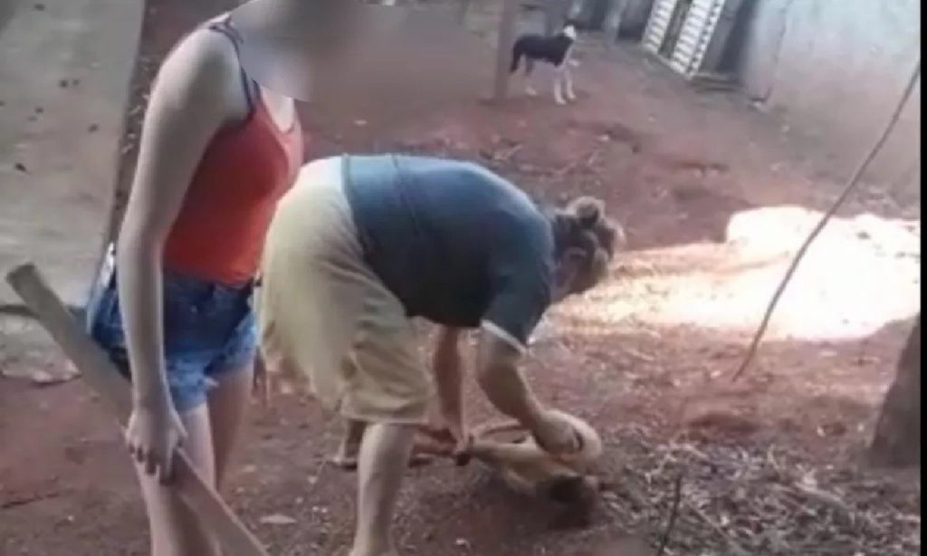 Imagem Ilustrando a Notícia: Mulher é filmada espancando cachorro em São João da Paraúna, interior de Goiás