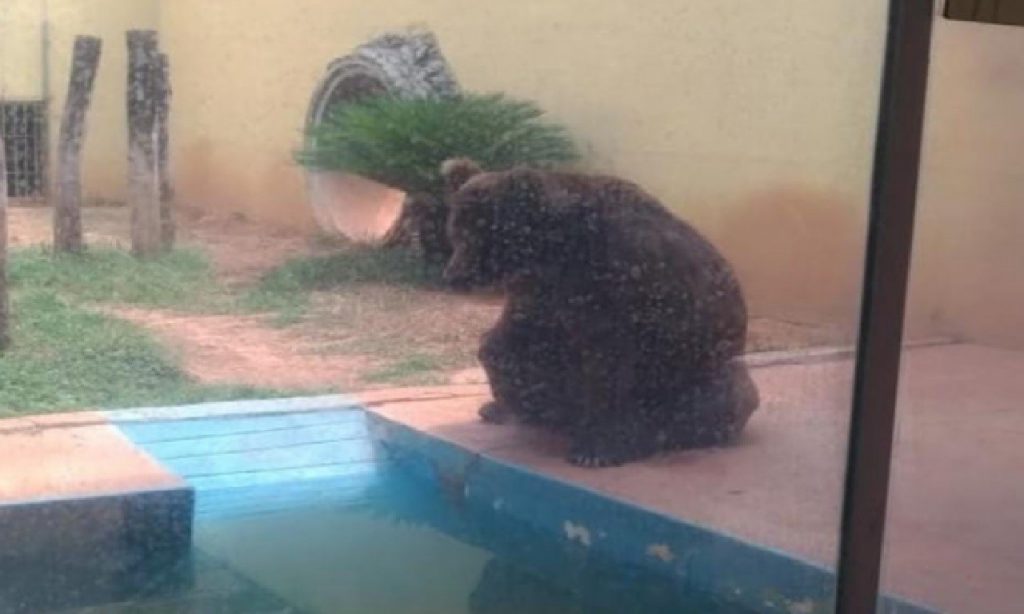 Imagem Ilustrando a Notícia: Liminar concede liberdade do urso Robinho do Zoológico de Goiânia