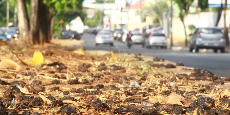 Imagem Ilustrando a Notícia: Poda de jamelões é antecipada em Goiânia para evitar acidentes
