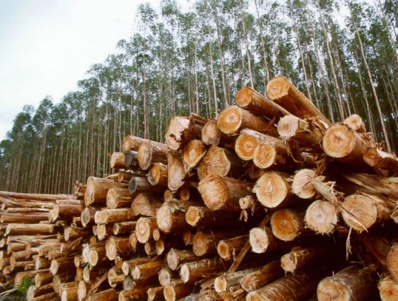 Imagem Ilustrando a Notícia: Valor da produção florestal brasileira cai e fecha 2015 em R$ 18,4 bilhões