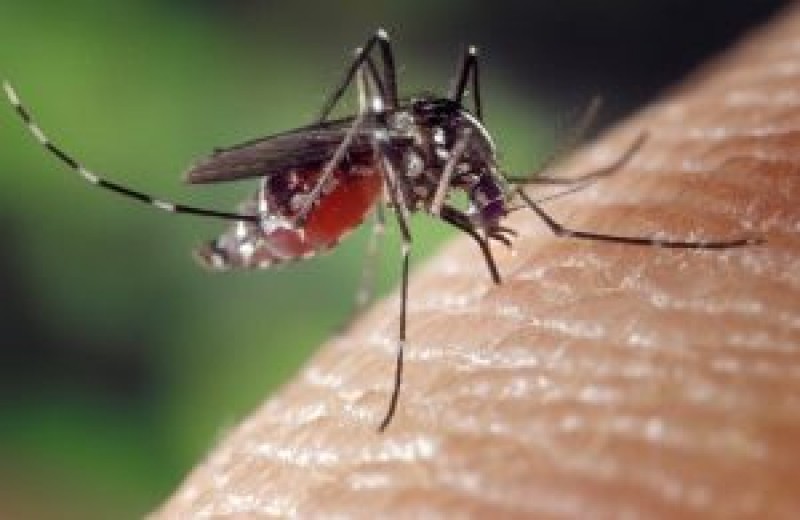 Imagem Ilustrando a Notícia: Dengue tipo 2 reaparece, em Goiás 9 anos depois