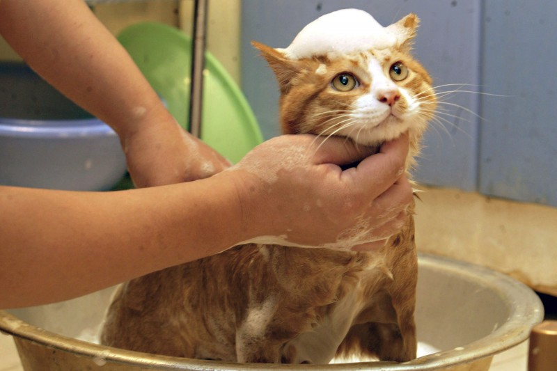 Imagem Ilustrando a Notícia: Banho e tosa em gatos  garantem bem-estar ao animal