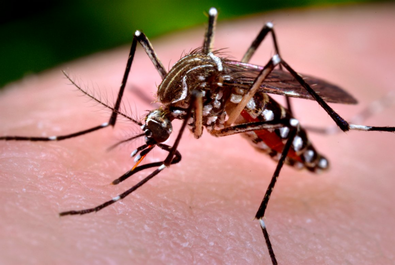 Imagem Ilustrando a Notícia: Prefeitura de Goiânia mapeia áreas de risco para infestação de Aedes aegypti