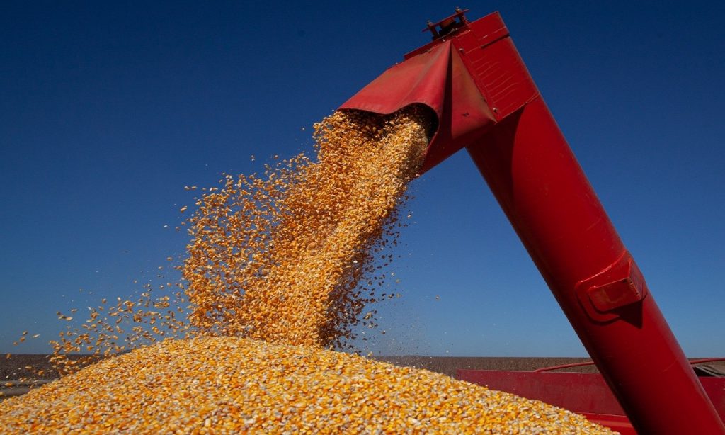 Imagem Ilustrando a Notícia: Rio Verde é segundo maior produtor de milho do Brasil, informa IBGE
