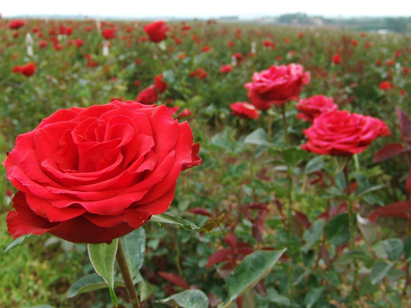 Imagem Ilustrando a Notícia: União Européia gasta 624 mil de euros em importações de rosas
