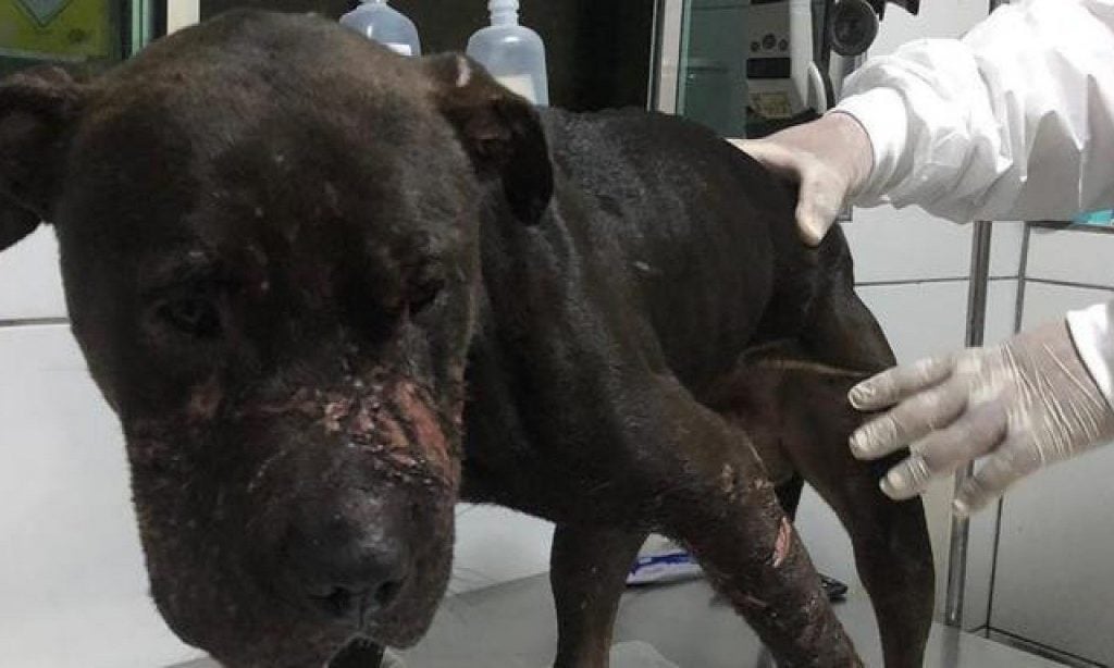 Imagem Ilustrando a Notícia: Suspeito de manter criadouro de cães em Anápolis, é preso em SP