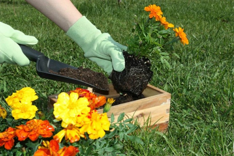 Imagem Ilustrando a Notícia: Saiba como cuidar do seu jardim durante a primavera e verão