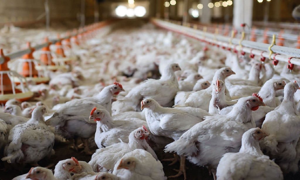 Imagem Ilustrando a Notícia: Enel indenizará granjeiro que perdeu 19 mil aves após falta de energia