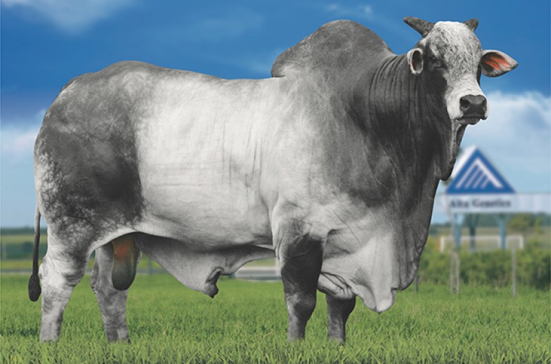 Imagem Ilustrando a Notícia: Morre touro Donato Naviraí, um dos mais valorizados da raça Nelore