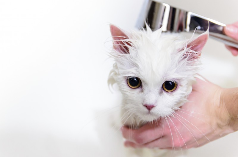 Imagem Ilustrando a Notícia: Veterinária dá dicas para banho em gatos