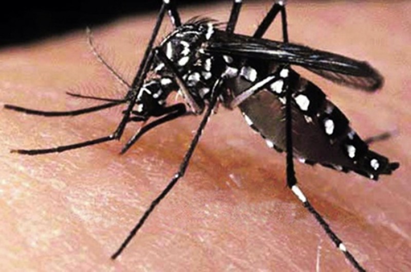 Imagem Ilustrando a Notícia: Goiás registra quase 27 mil casos suspeitos de dengue