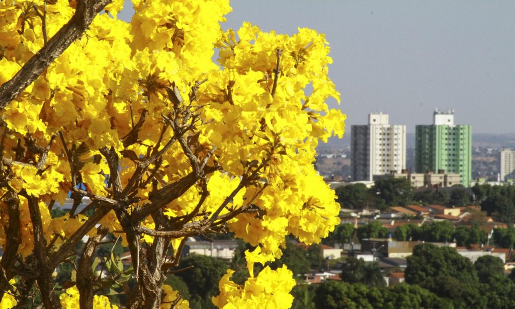 Imagem Ilustrando a Notícia: Em época de seca, ipês floridos colorem a paisagem de Goiânia