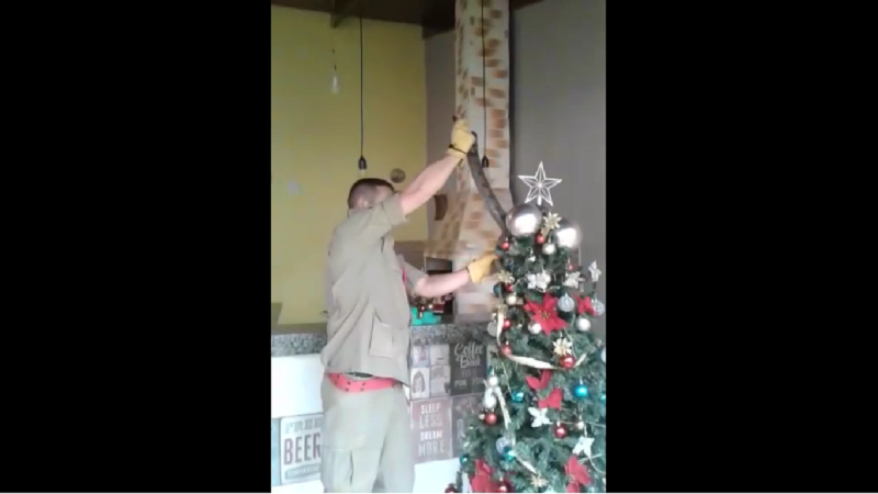 Imagem Ilustrando a Notícia: Bombeiros resgatam jiboia em árvore de Natal