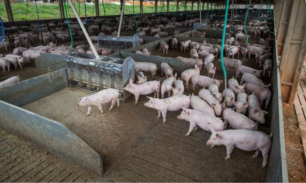 Imagem Ilustrando a Notícia: Abate de suínos e frangos cresceu no quarto trimestre do ano passado