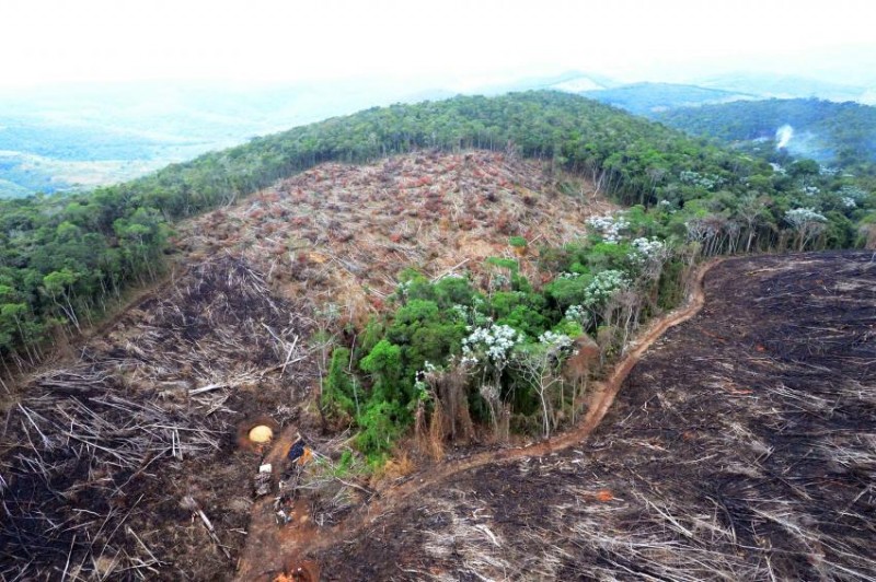 Imagem Ilustrando a Notícia: IBGE verifica queda superior a 2,5% no desmatamento florestal em cinco anos