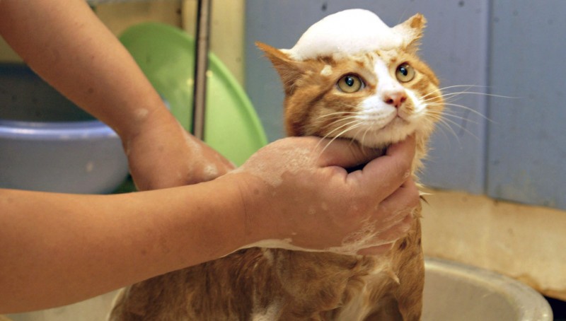 Imagem Ilustrando a Notícia: Banho e tosa em gatos garantem bem-estar ao animal