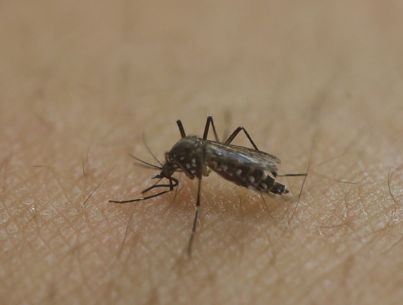 Imagem Ilustrando a Notícia: Casos de dengue, chikungunya e zika tem diminuição no Brasil