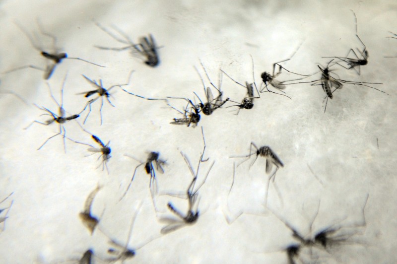 Imagem Ilustrando a Notícia: Impacto da zika pode  chegar a US$ 18 bilhões