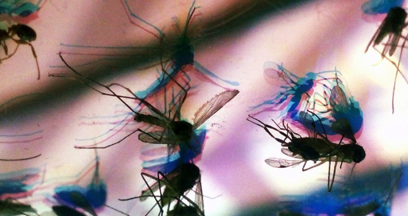 Imagem Ilustrando a Notícia: Cientistas da Fiocruz concluem que pernilongo comum não transmite Zika