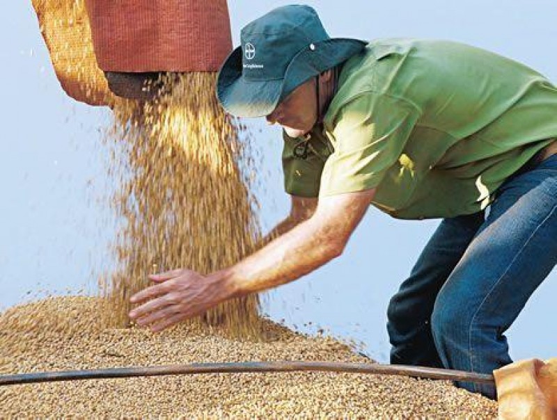Imagem Ilustrando a Notícia: Produção de cereais no mundo pode bater recorde em 2017