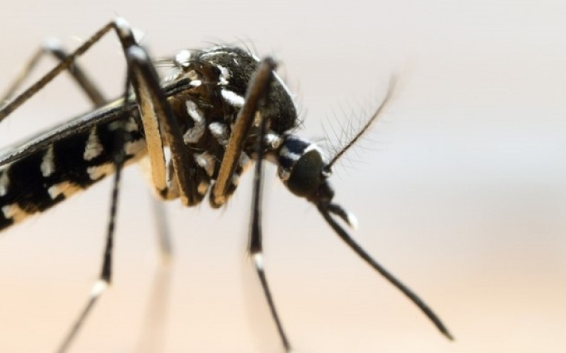 Imagem Ilustrando a Notícia: Municípios são obrigados a fazer levantamento de infestação por Aedes