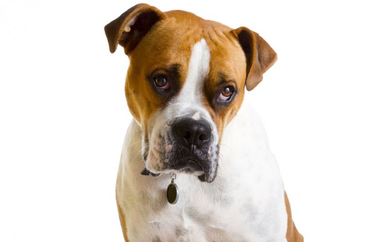 Imagem Ilustrando a Notícia: Aquele olhar arrependido de seu cão não tem nada a ver com culpa
