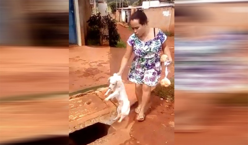 Imagem Ilustrando a Notícia: Mulher joga cachorro dentro de bueiro em Novo Gama