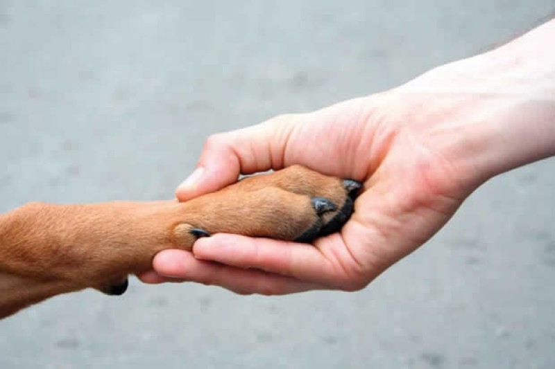 Imagem Ilustrando a Notícia: Em Goiânia, mulher que comprou cadela doente em Pet Shop será ressarcida