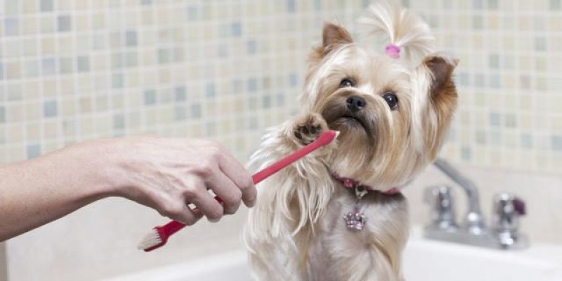 Imagem Ilustrando a Notícia: Saúde bucal dos cães merece atenção especial por parte dos donos