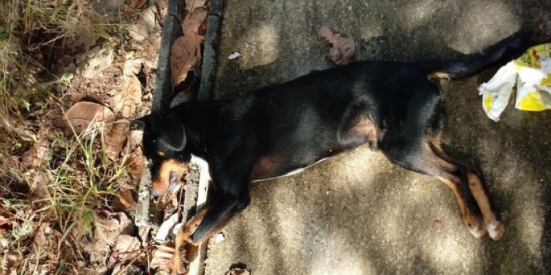 Imagem Ilustrando a Notícia: Morte de dezenas de cachorros está sendo investigada no interior