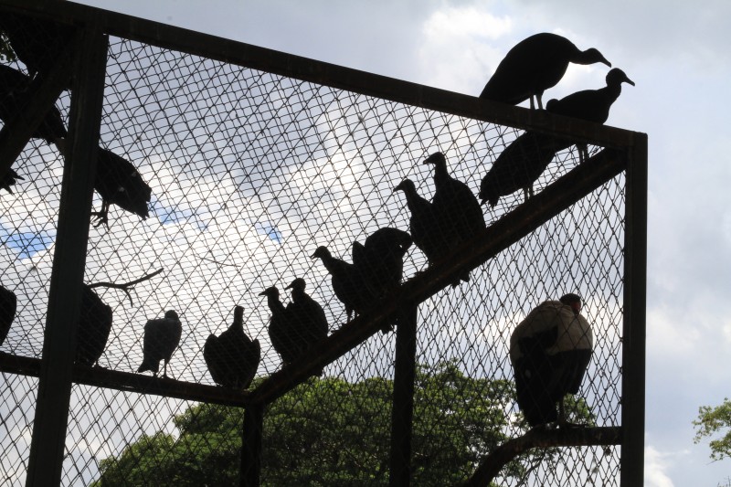 Imagem Ilustrando a Notícia: Animais incomuns ‘invadem’ zoológico de Goiânia