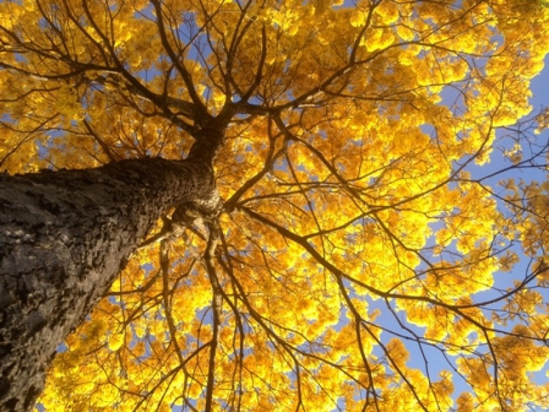 Imagem Ilustrando a Notícia: Dia da árvore prepara chegada da primavera