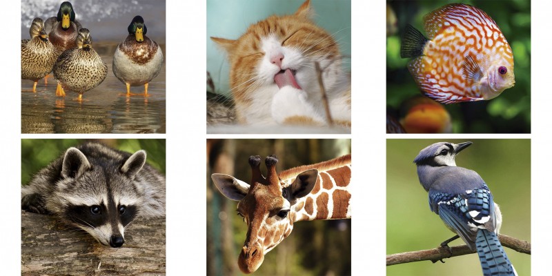 Imagem Ilustrando a Notícia: Dia Mundial dos Animais é comemorado no dia 4 de outubro